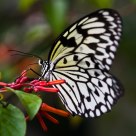 Rice Paper Butterfly